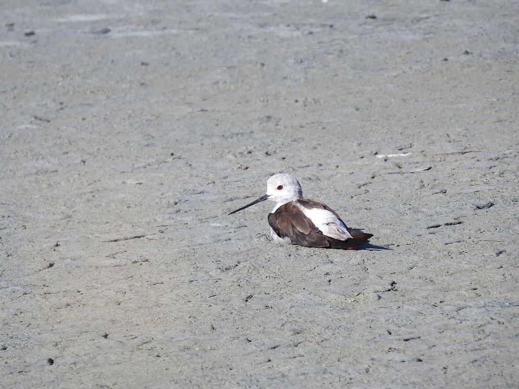 Avocetta?  No, Cavaliere d''Italia (Himantopus himantopus)